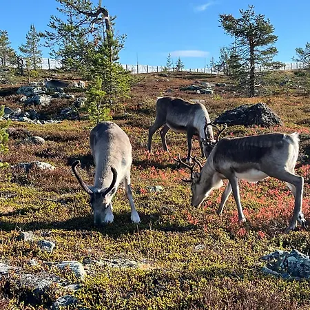 Yllaestar 207 Äkäslompolo